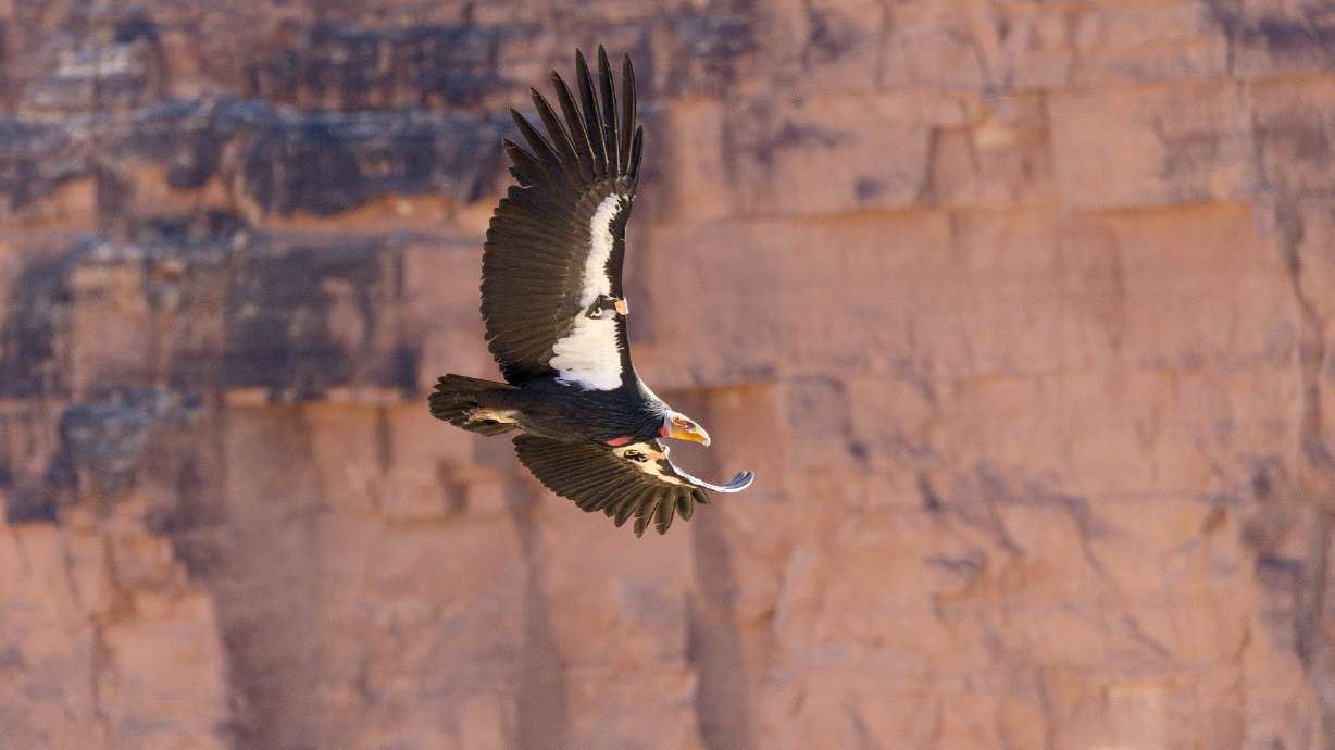 A California condor flies over southwestern Utah on July 21, 2021. Hunters with the Utah Division of Wildlife Resources' Zion Unit can win an $800 gift card for providing proof they took steps to reduce lead in the unit habitat this month.