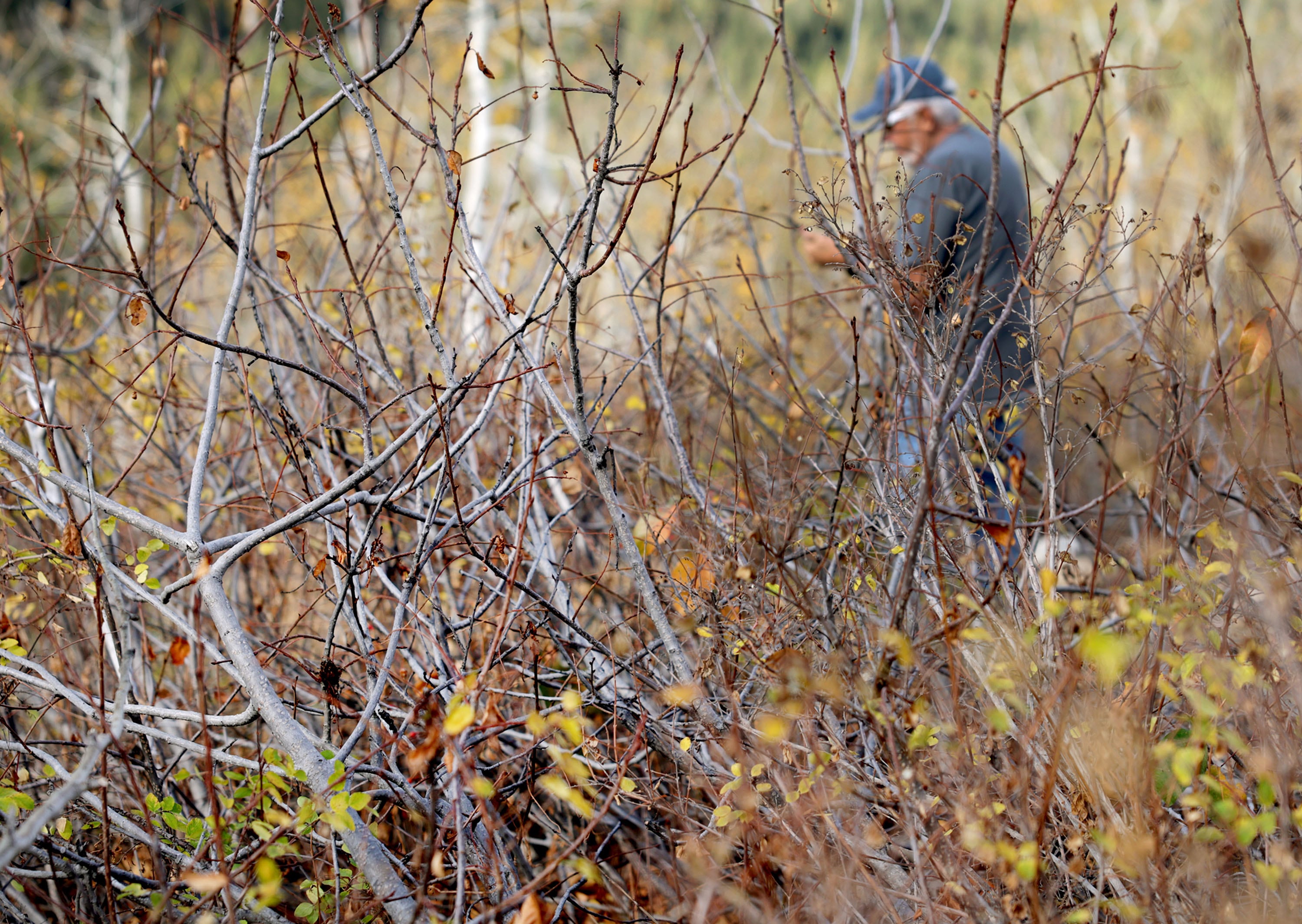 A man takes photos of the scenery in Big Cottonwood Canyon on Friday.