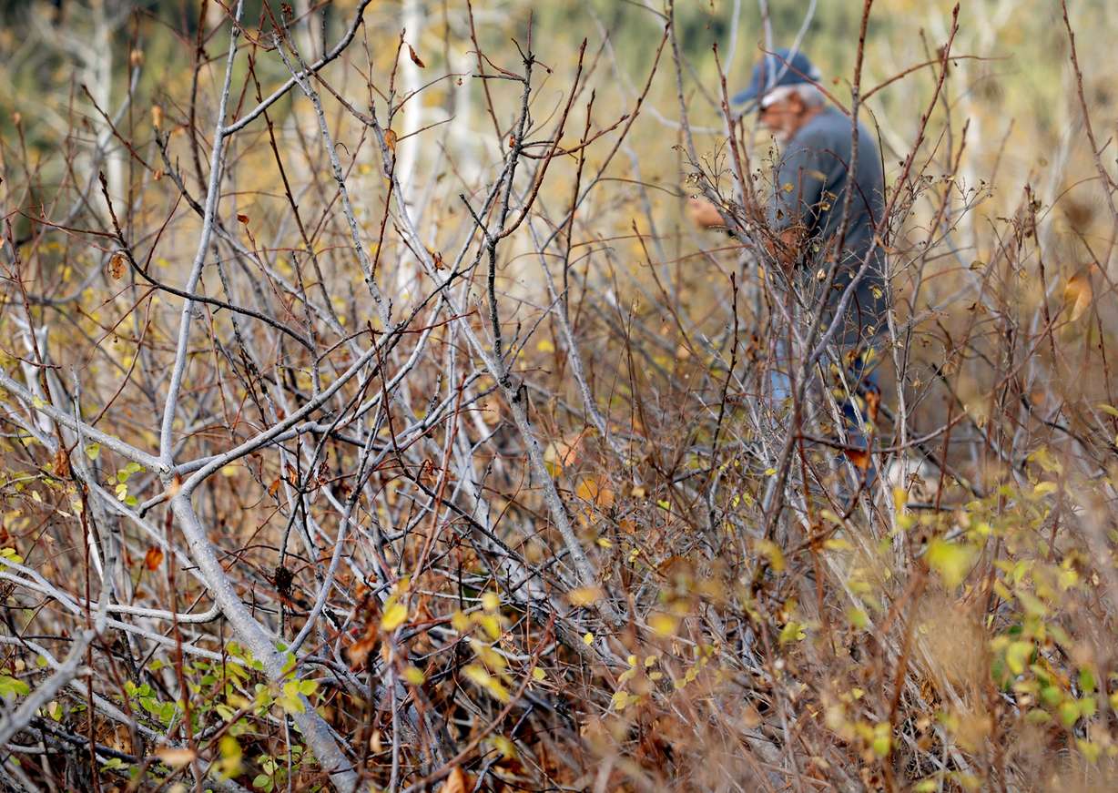 A man takes photos of the scenery in Big Cottonwood Canyon on Friday.