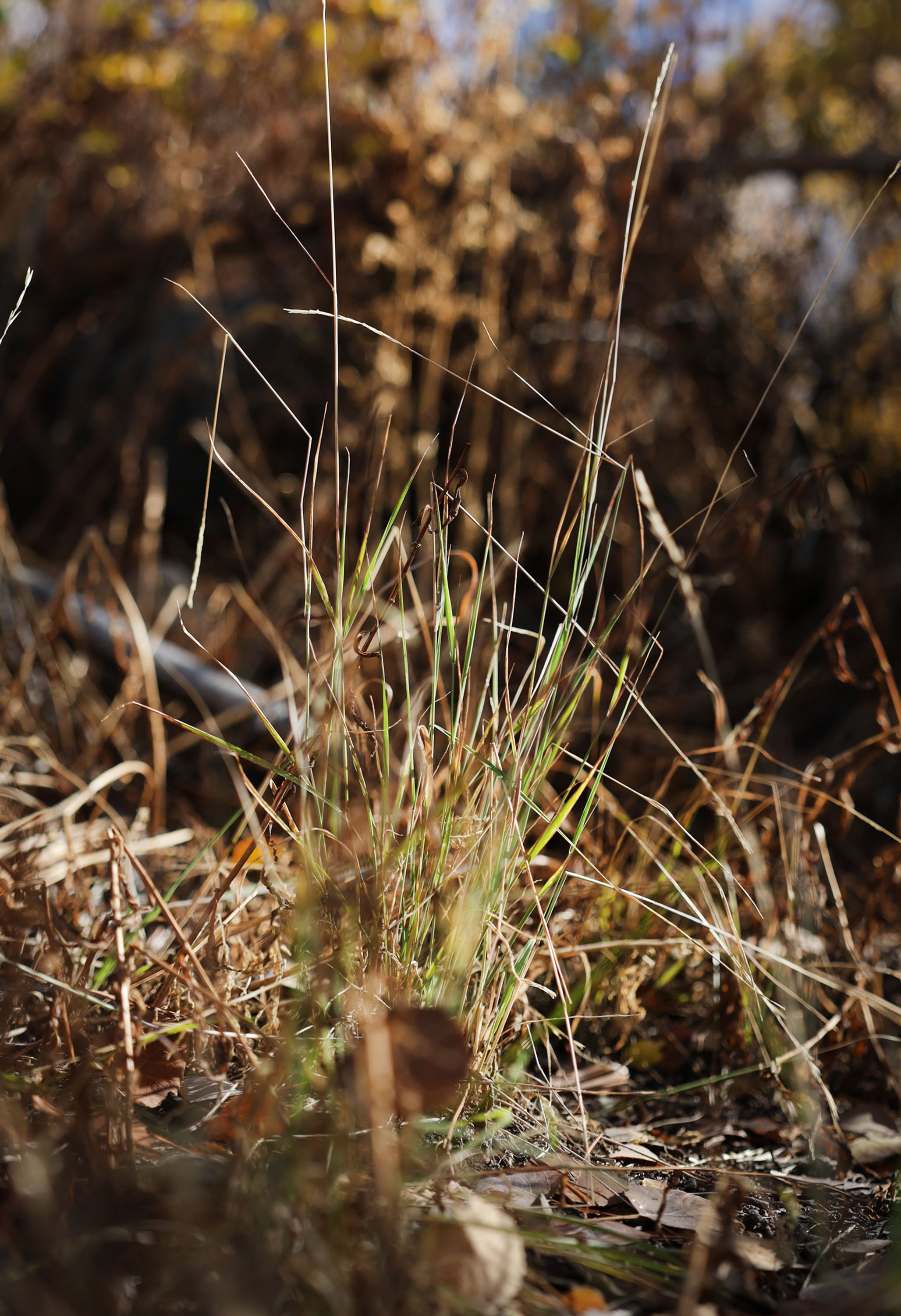 Dry grass and bushes are pictured in Big Cottonwood Canyon on Friday.