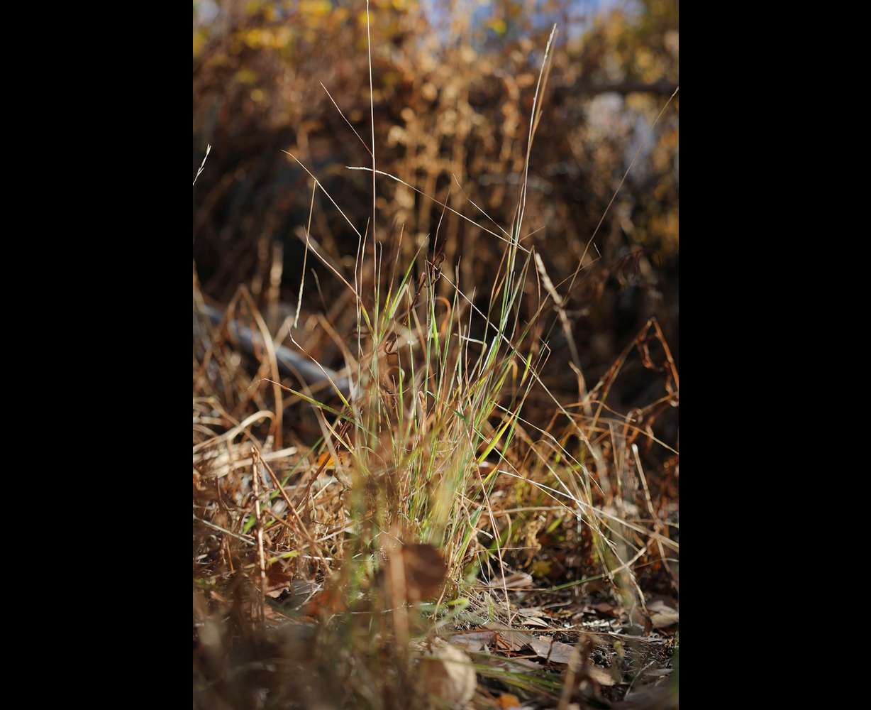Dry grass and bushes are pictured in Big Cottonwood Canyon on Friday.
