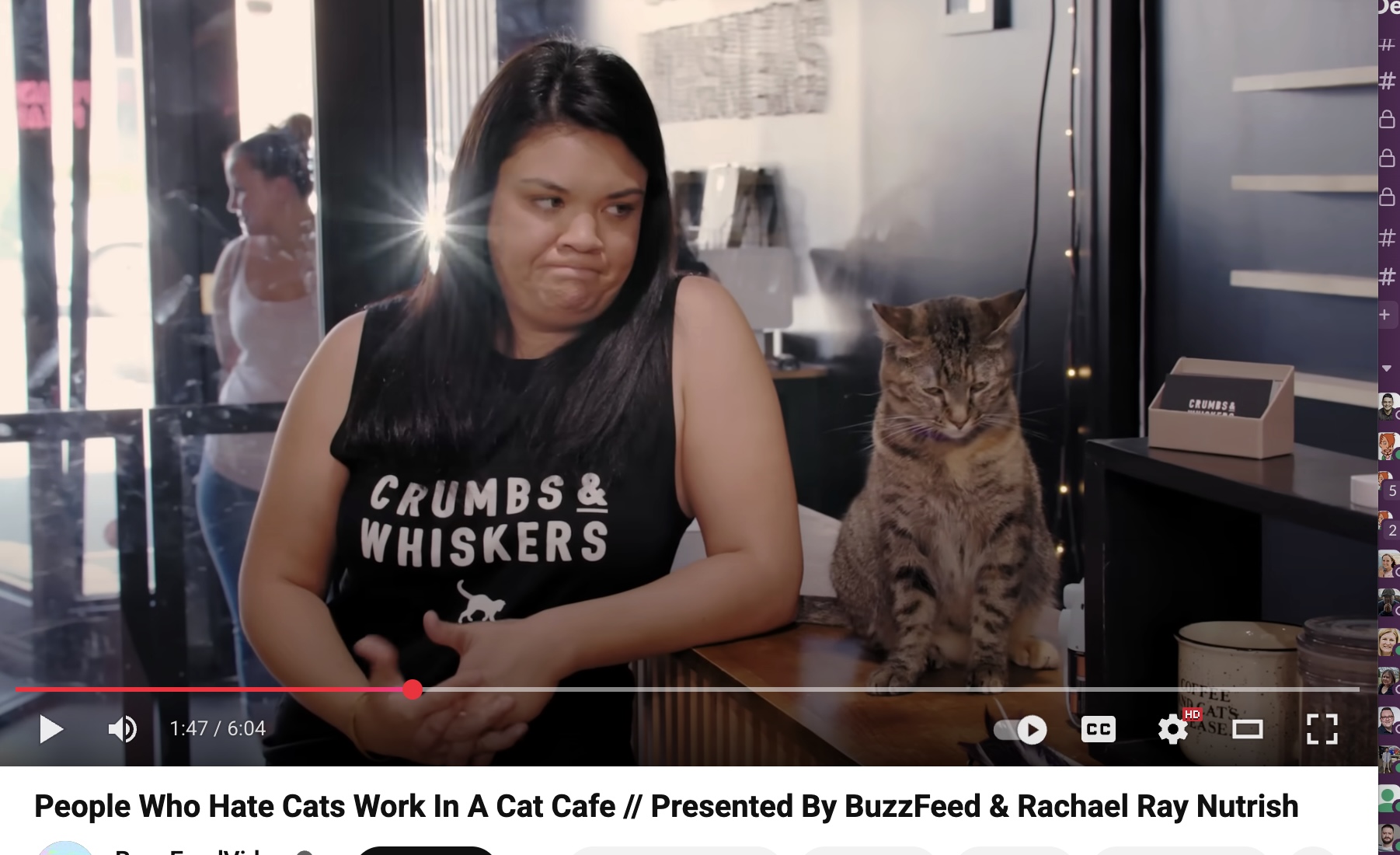 Have You Seen This? Definitive proof it's impossible to dislike cats