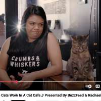 Have You Seen This? Definitive proof it's impossible to dislike cats