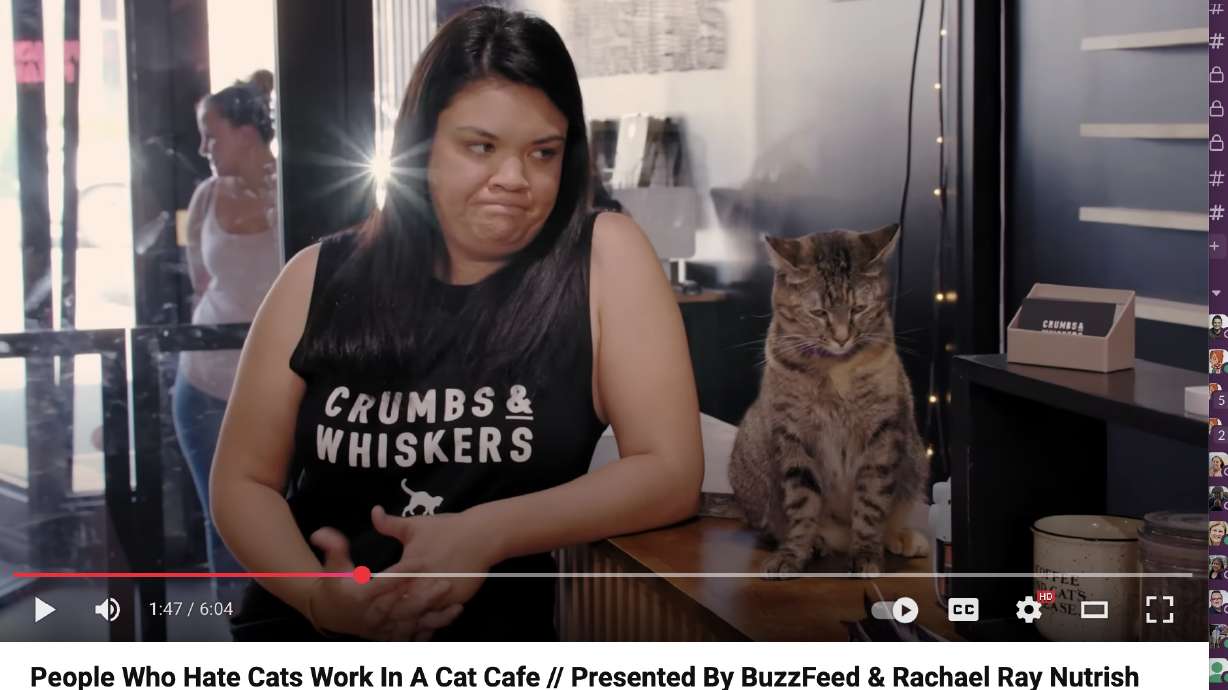 I would argue that most people who say they don't like cats simply haven't spent enough time with them.