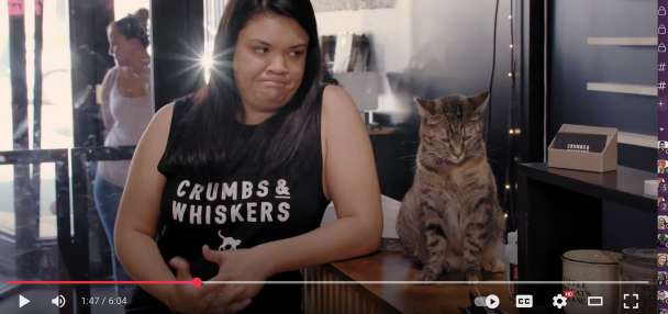 Have You Seen This? Definitive proof it's impossible to dislike cats