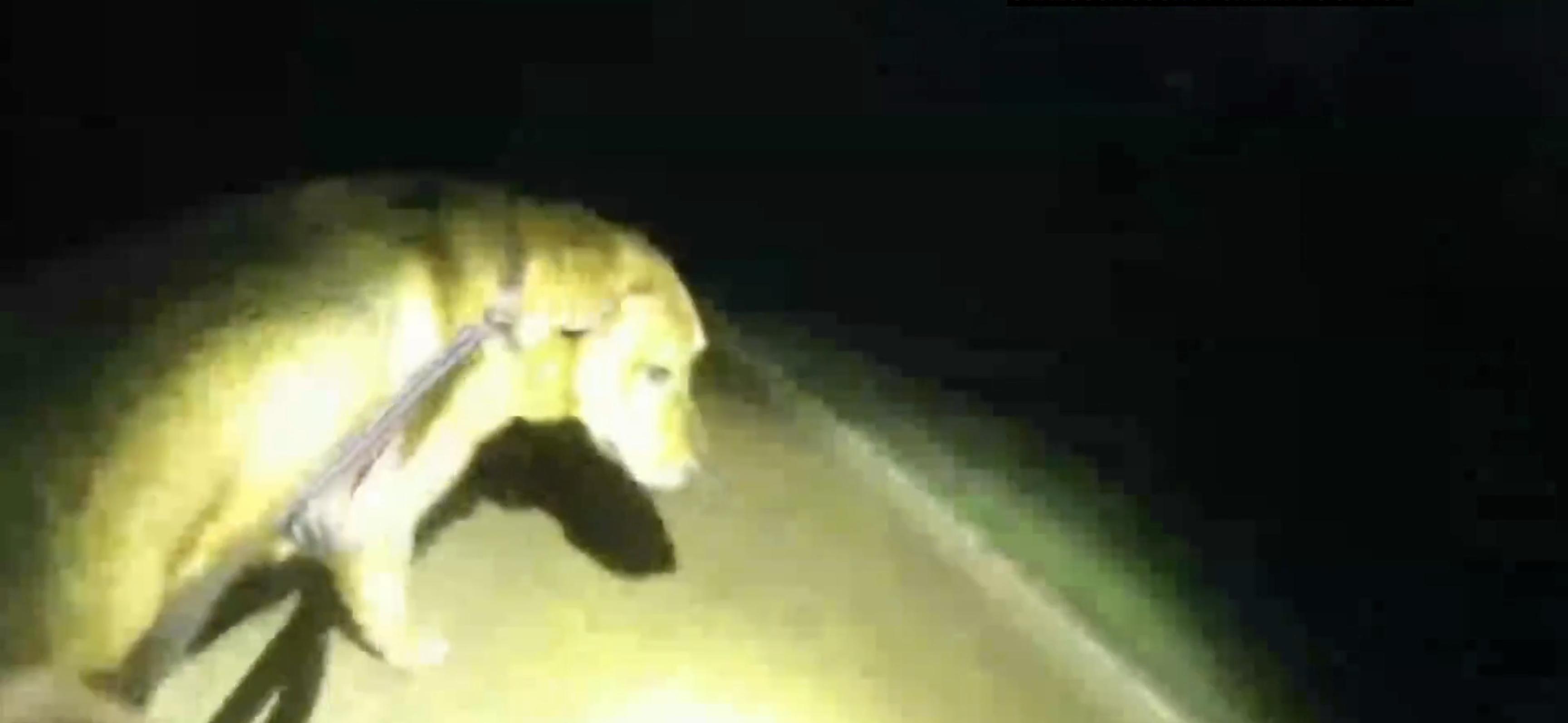 Eeyore the dog guides a Florida sheriff's deputy to its missing owner who had fallen while walking him, Sept. 25. Okaloosa County sheriff's deputy Devon Miller said Eeyore "practically dragged me to (his owner)."