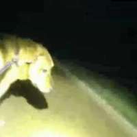 Eeyore the dog helps a Florida deputy find a missing 86-year-old woman, video shows