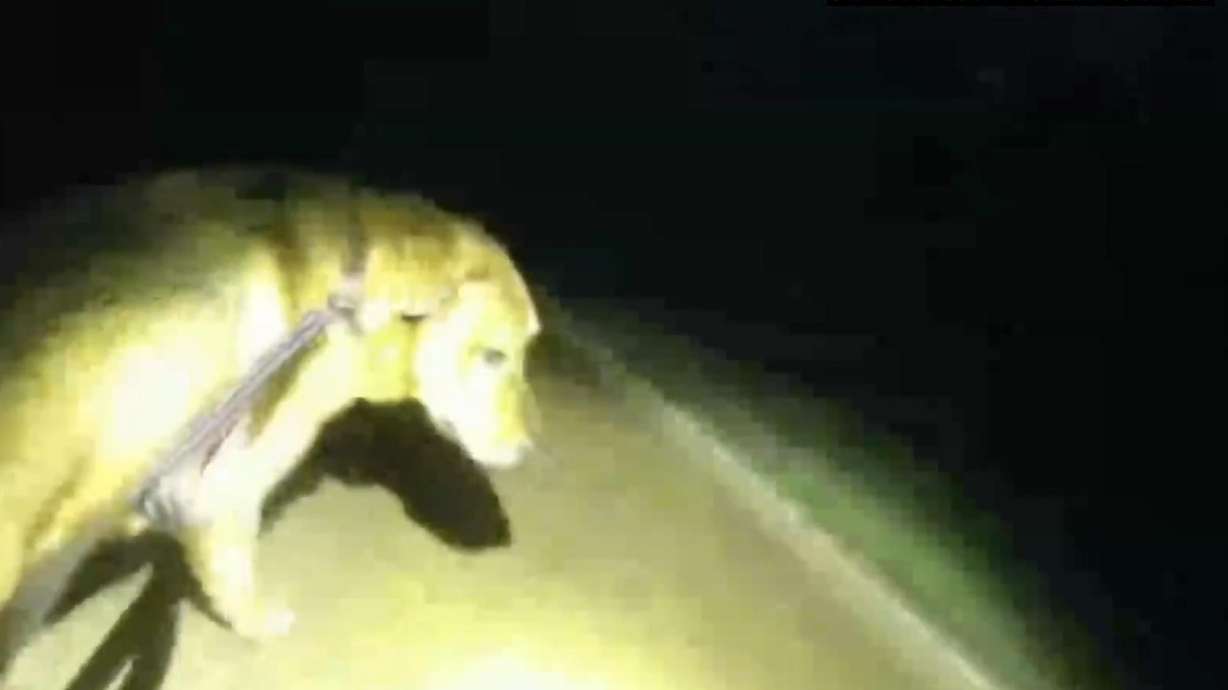 Eeyore the dog guides a Florida sheriff's deputy to its missing owner who had fallen while walking him, Sept. 25. Okaloosa County sheriff's deputy Devon Miller said Eeyore "practically dragged me to (his owner)."