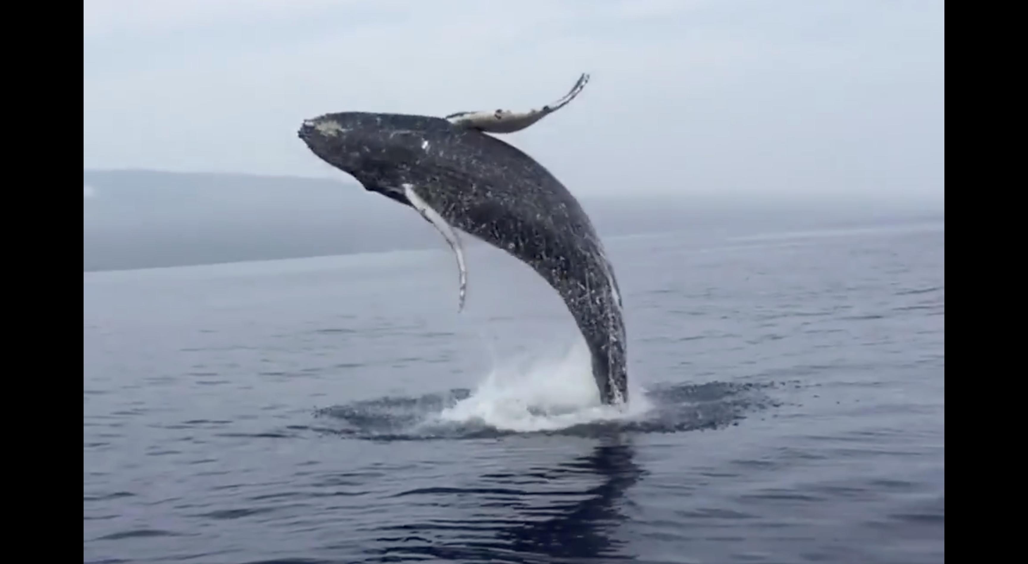 Have You Seen This? Perfect timing