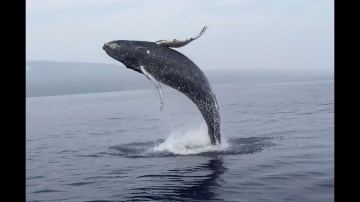 A humpback whale calf breaches the ocean off the coast of Maui, Hawaii. The video was a perfectly timed shot captured by a social media user.