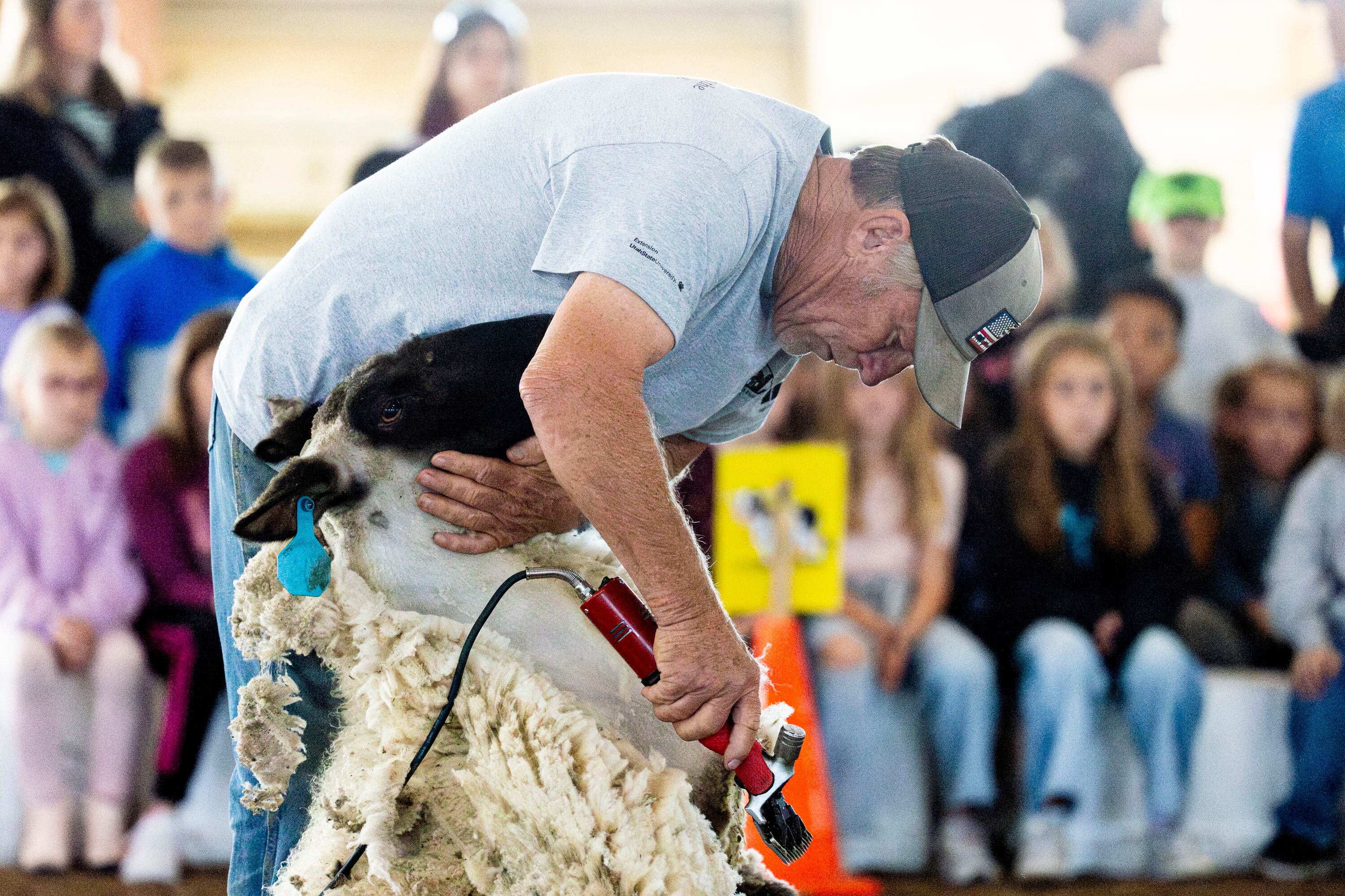 Jim Jensen, of Benjamin, shears a sheep’s wool as part of a demonstration during Utah County Farm Field Days held by the Utah Farm Bureau and Utah State University Extension at the North Utah County Equestrian Park in Highland on Thursday.