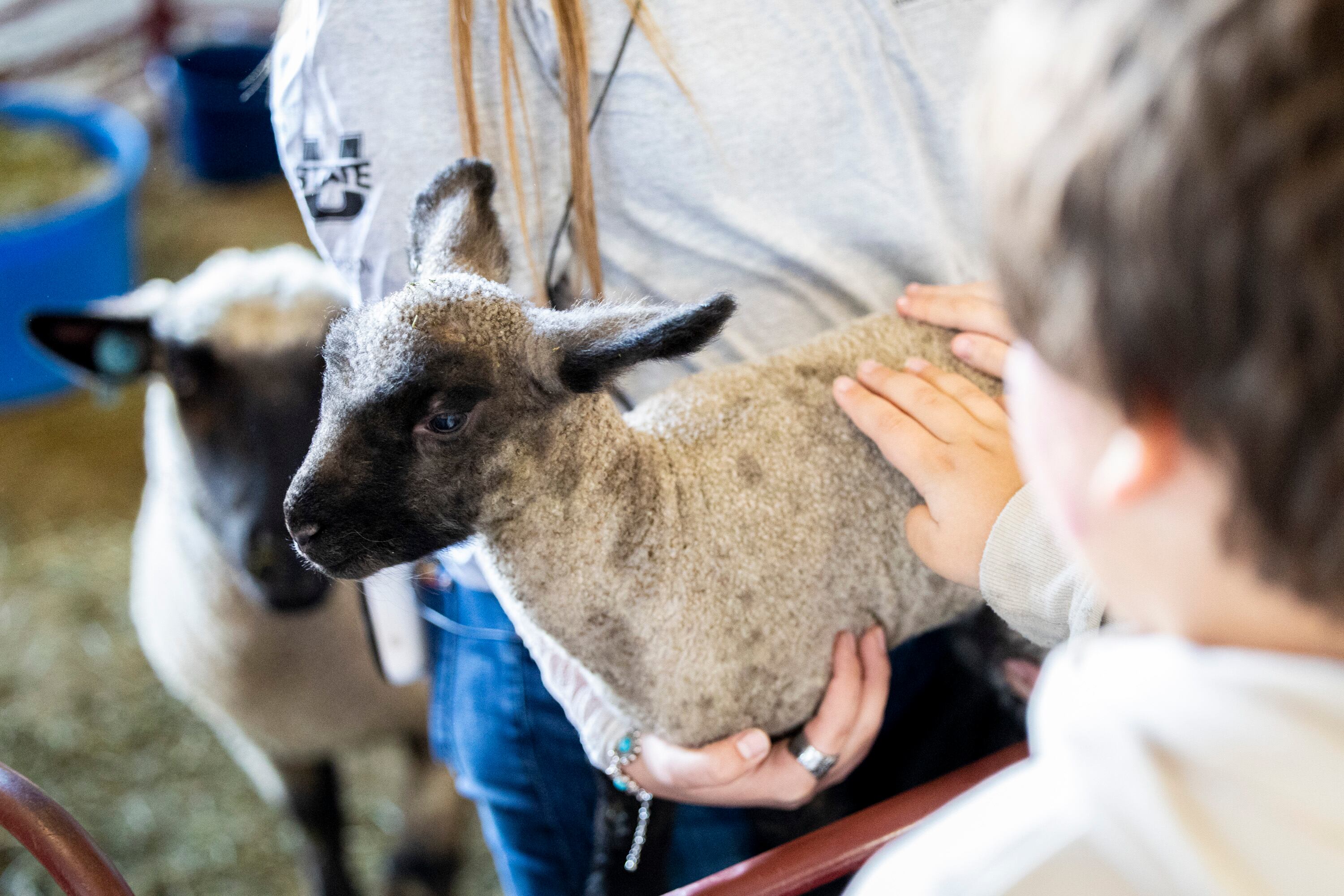 Second graders pet a lamb held by Alyssa Little, president of the Future Farmers of America’s Skyridge High School chapter, during Utah County Farm Field Days held by the Utah Farm Bureau and Utah State University Extension at the North Utah County Equestrian Park in Highland on Thursday.