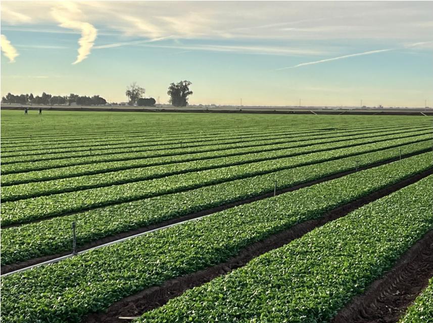 Paying farmers proves most cost-effective way to conserve Colorado River, study says