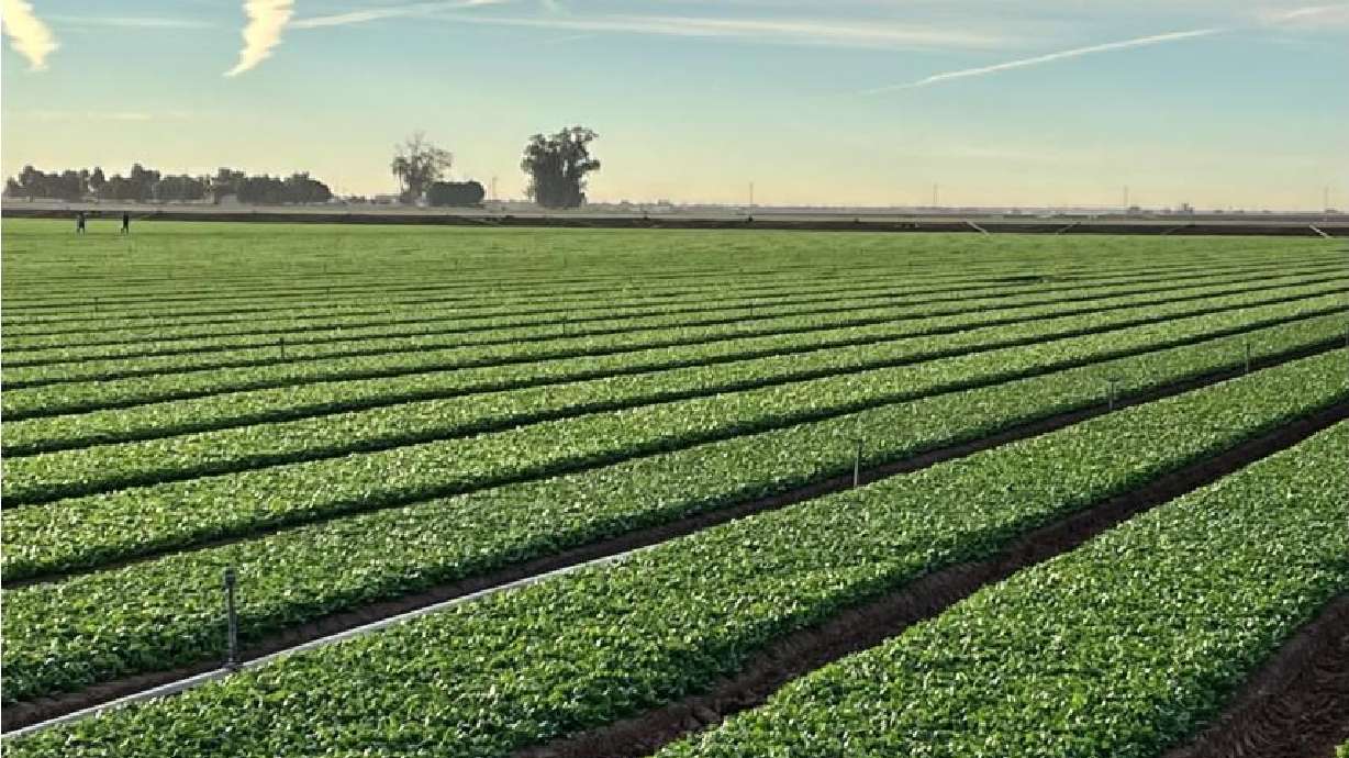 The most cost-effective and quickest way to conserve the Colorado River’s shrinking water supply amid persistent drought and rapid population growth is changing how states handle the largest use of water on the river: agriculture.