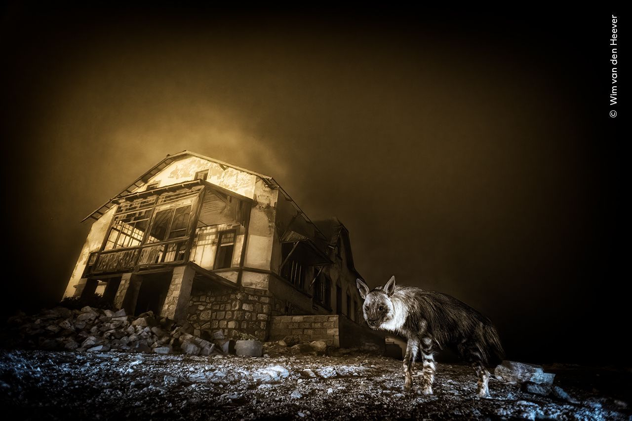The Wildlife Photographer of the Year 2025 award goes to an image of a rare hyena standing in front of an abandoned building.