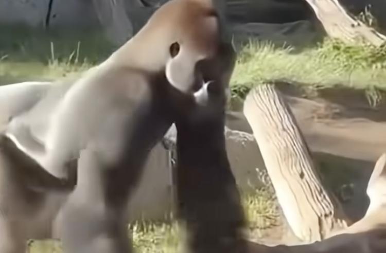Have You Seen This? Gorilla breaks protective glass at San Diego Zoo 