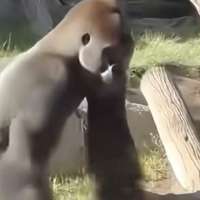 Have You Seen This? Gorilla breaks protective glass at San Diego Zoo