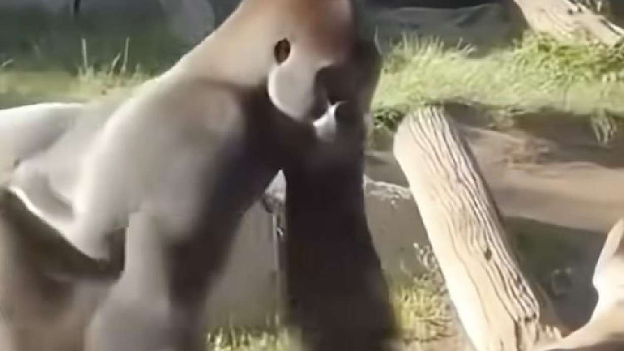 A lowland gorilla roams at the San Diego Zoo after another in the same enclosure cracked the glass separating zoo patrons from the animals.