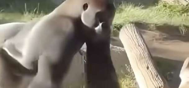 Have You Seen This? Gorilla breaks protective glass at San Diego Zoo