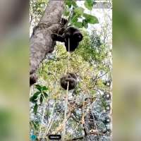 Have You Seen This? Mother sloth rescues fallen baby using rope