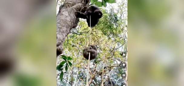 Have You Seen This? Mother sloth rescues fallen baby using rope