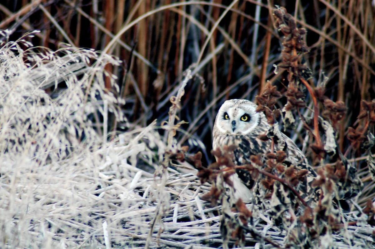 An owl is well camouflaged among the late autumn weeds and reeds along the dikes of the Bear River Migratory Bird Refuge. Bear River is one of three premier wildlife refuges in the state of Utah.