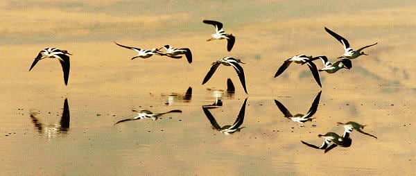 Birds take to the air at Farmington Bay. Utah offers a wide range of bird-viewing opportunities, among them the Farmington Bay, Ogden Bay and Bear River bird refuges.