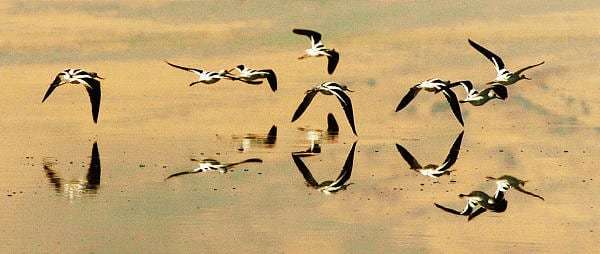 Birds take to the air at Farmington Bay. Utah offers a wide range of bird-viewing opportunities, among them the Farmington Bay, Ogden Bay and Bear River bird refuges.