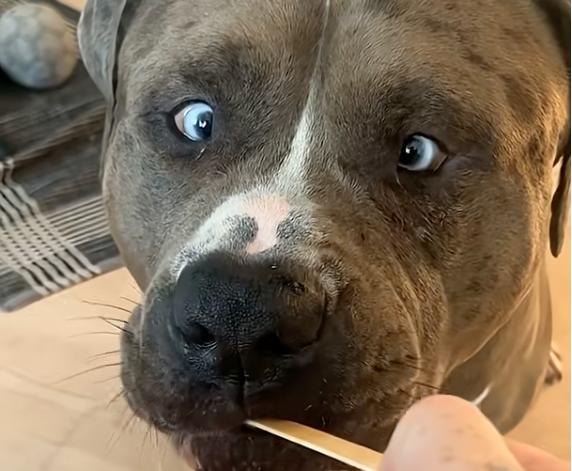 Have You Seen This? Approach life the way a bulldog approaches a popsicle