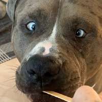 Have You Seen This? Approach life the way a bulldog approaches a popsicle