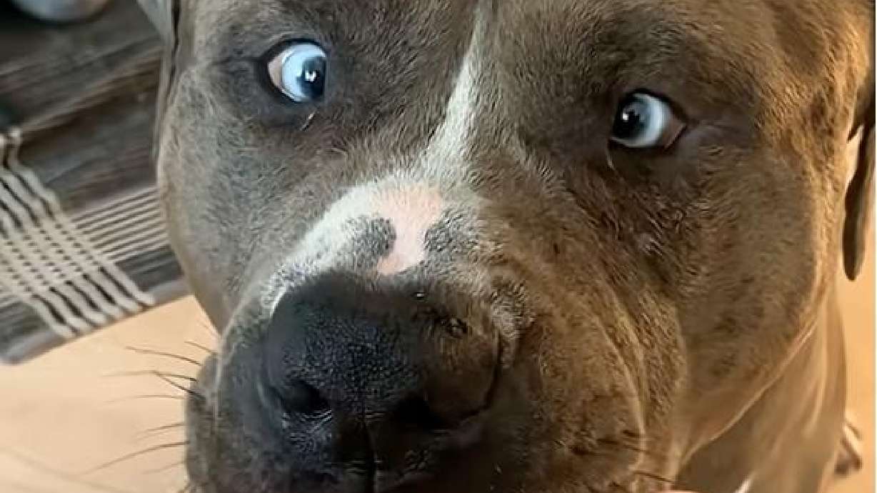 A bulldog enjoys a popsicle July 15.