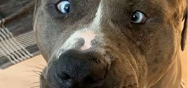 Have You Seen This? Approach life the way a bulldog approaches a popsicle