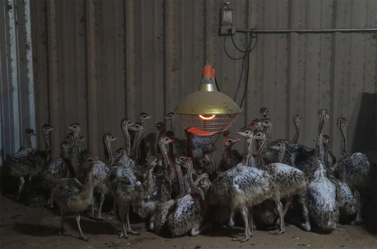 Baby ostriches huddle after being moved into a barn following recent flooding July 9, at a farm in Bend, Texas.