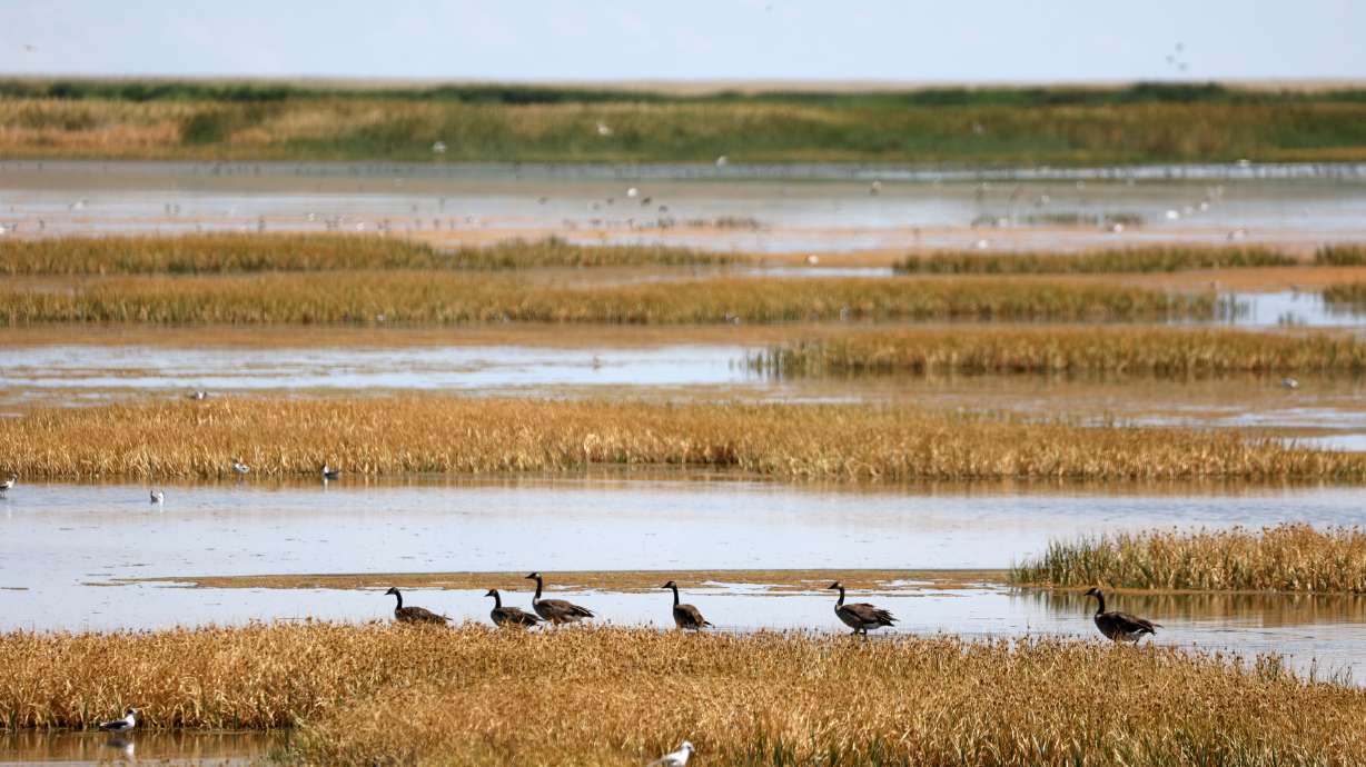 Farmington Bay on July 29, 2025. A deadline for projects that bring water to the Great Salt Lake to receive funding has been extended to early next year, state officials said on Tuesday.