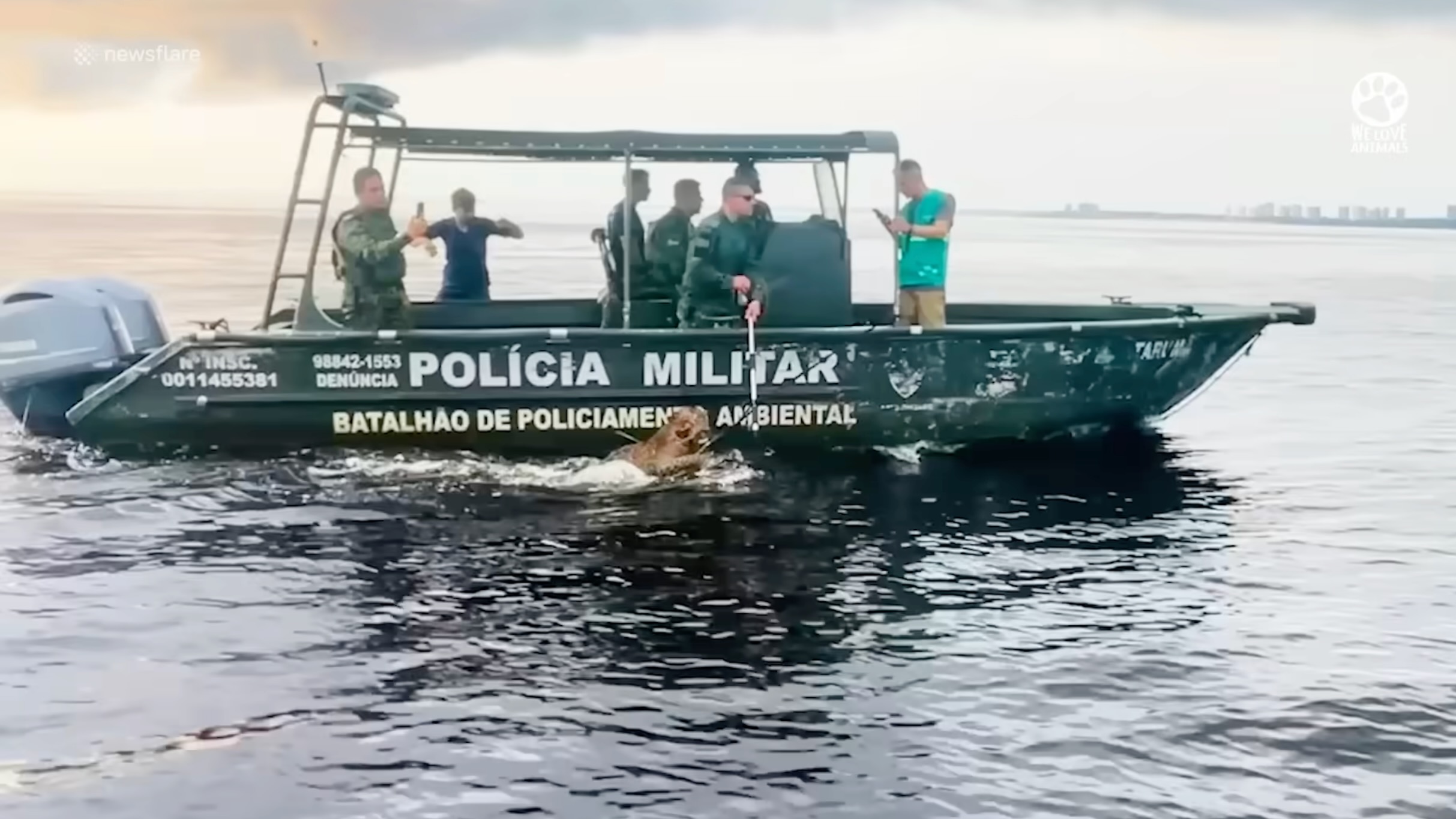 Brazilian authorities on Oct. 1 helped rescue an injured jaguar found struggling in a river, pulling the animal to land and safety.