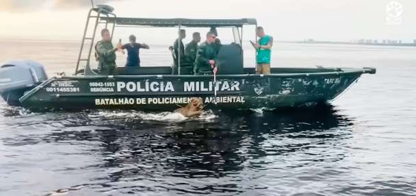 Have You Seen This? Struggling jaguar saved by Brazilian authorities