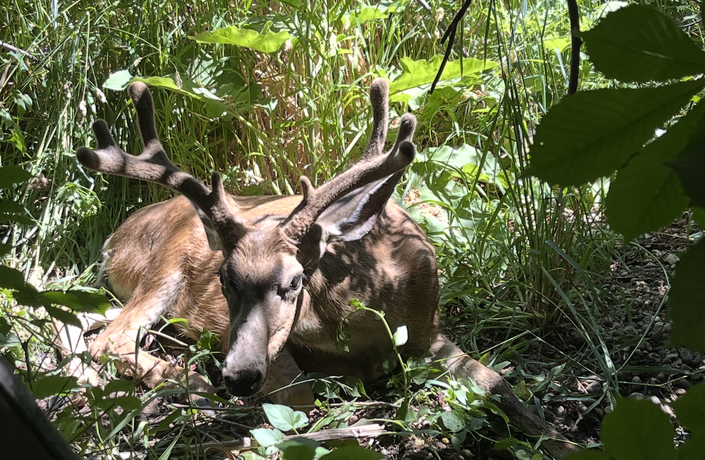 A deer with chronic wasting disease. Utah wildlife officials say they will require hunters in their Ogden unit to have deer testing for the disease beginning next year, following an "abnormal" finding in the area.
