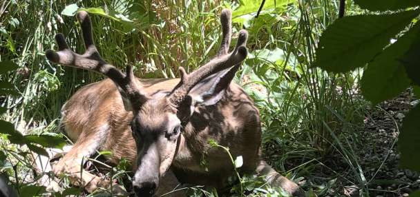 Why Utah will require chronic wasting disease testing in Ogden's 2026 deer hunt