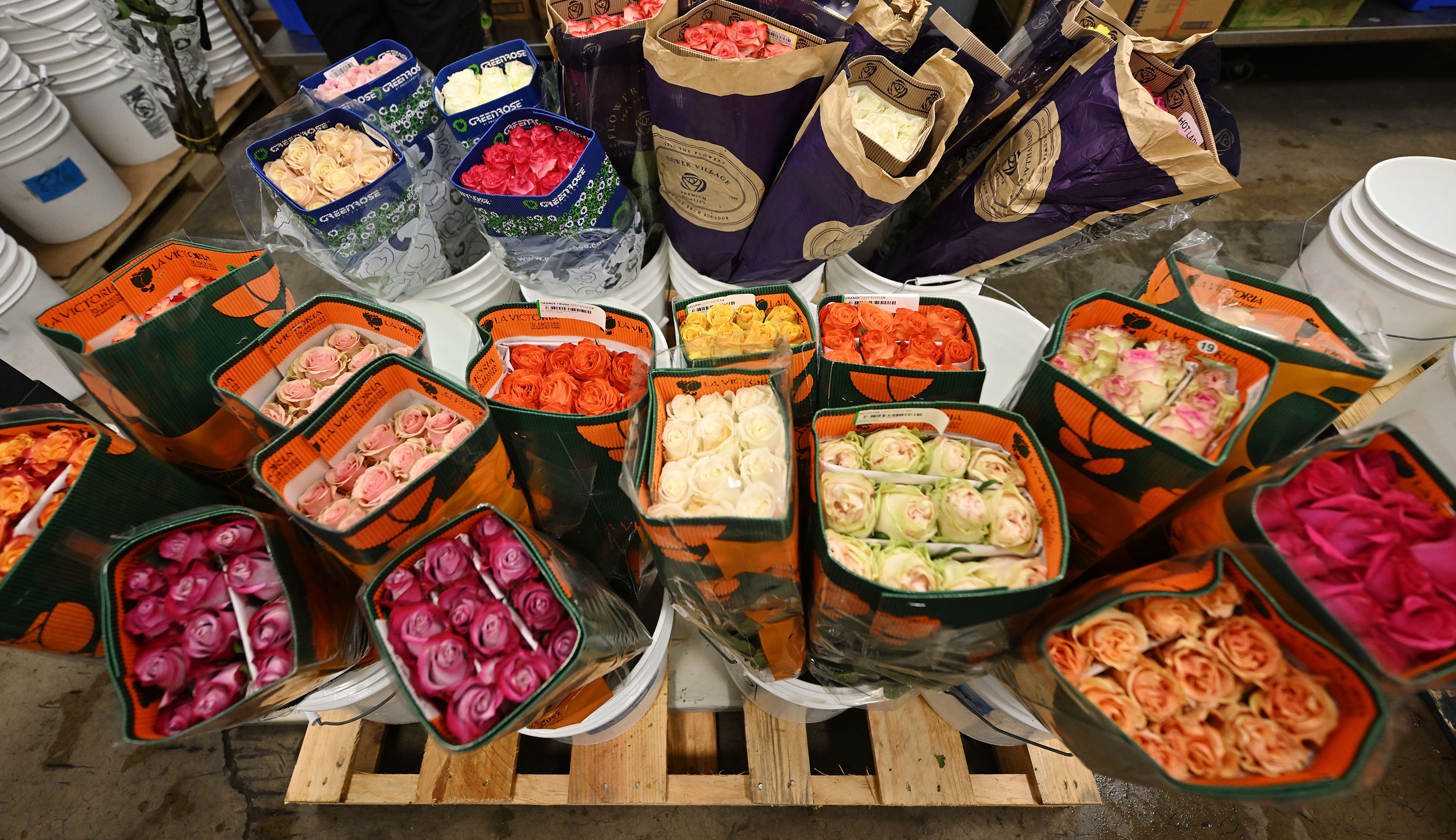 New flowers sit in buckets after having their stems trimmed on arrival from the growers, at Harmon’s Floral in West Valley City on Feb. 11. Utah State University researchers say the state's cut flower industry has taken off over the past few years.