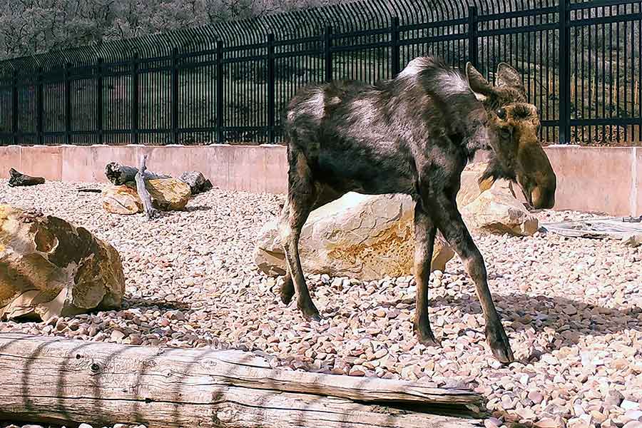 A bull moose crosses the wildlife overpass in Parleys Canyon. Researchers found that most moose and deer are able to use the bridge successfully since it was installed in 2018, reducing wildlife-vehicle collisions on I-80.