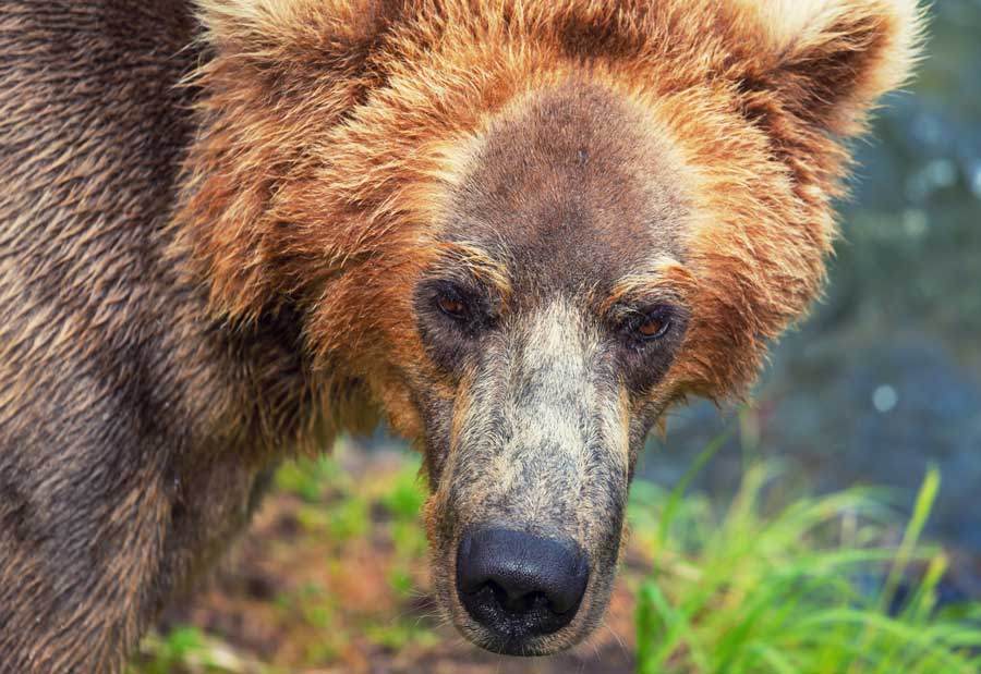 Idaho hunter shoots grizzly bear in self-defense near Island Park, Idaho
