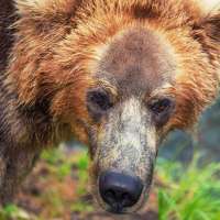Idaho hunter shoots grizzly bear in self-defense near Island Park, Idaho