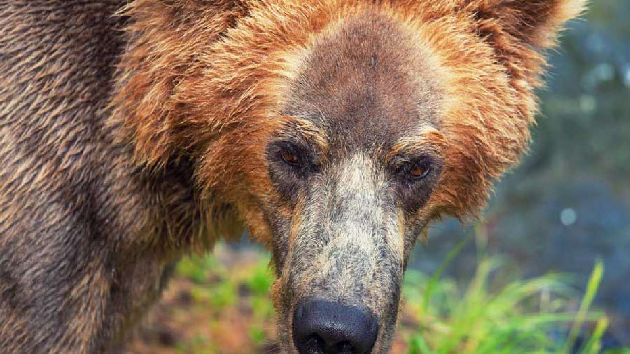 A hunter killed a grizzly bear Saturday in self-defense, while hunting near Island Park, Idaho.