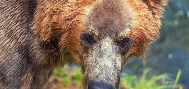 Idaho hunter shoots grizzly bear in self-defense near Island Park, Idaho