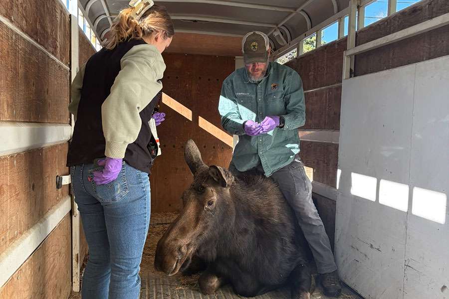 Idaho Fish and Game staff Erik Bartholomew (standing over tranquilized moose) and Houston Kimes (foreground) helped to relocate a moose from a Chubbuck, Idaho, neighborhood on Wednesday.