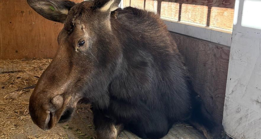 Moose on the loose! Officials remove large moose from Idaho neighborhood