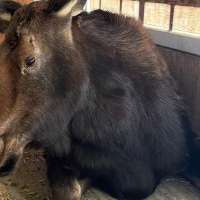 Moose on the loose! Officials remove large moose from Idaho neighborhood