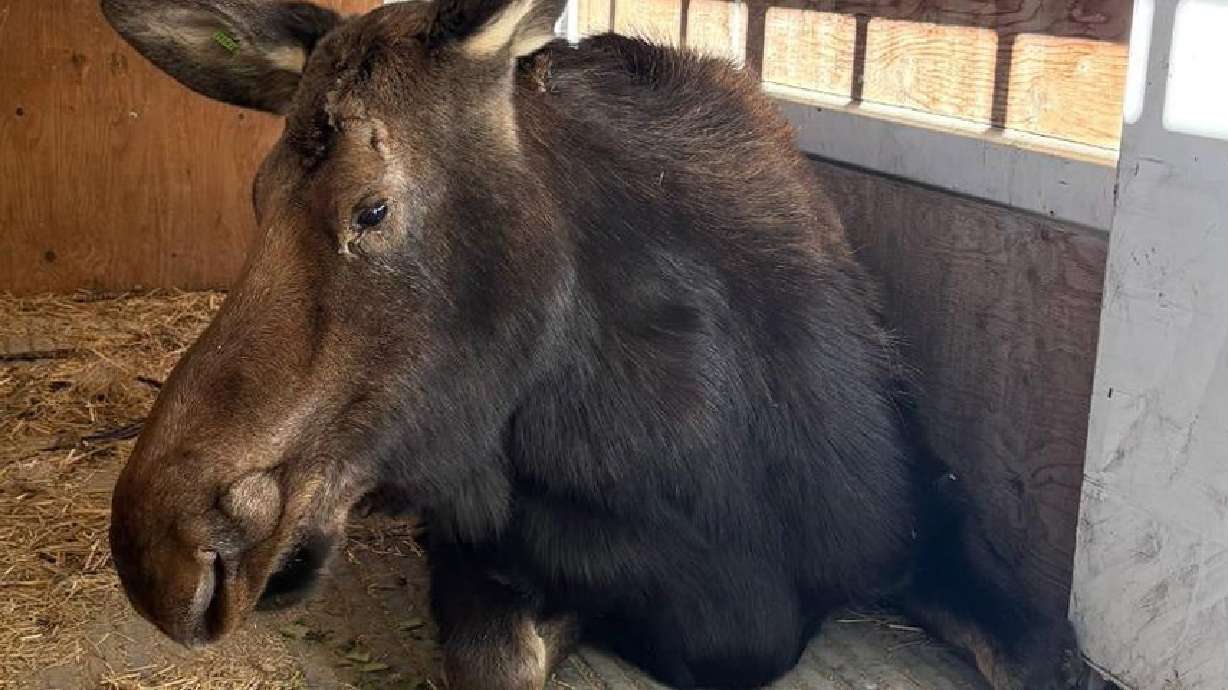 A moose that was on the loose in Chubbuck, Idaho, was tranquilized and relocated on Wednesday.
