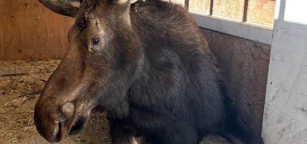 Moose on the loose! Officials remove large moose from Idaho neighborhood