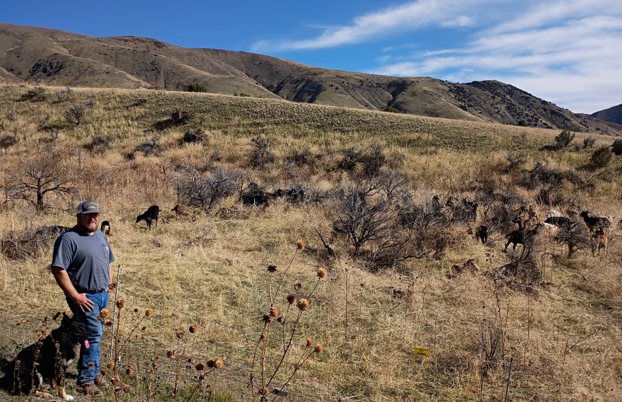 Zakary Copeland, owner of Idaho Goat Grazers, and his dog Bruce look over the goat herd whose job is to eat cheatgrass for the next few days at Pocatello’s Century Heights Preserve.